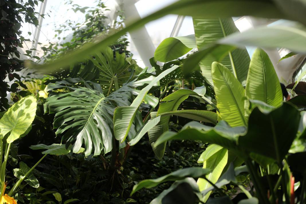 Konya'nın botanik bahçesine kelebekler değil özel bitkiler de değer katıyor 1